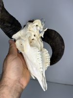 جمجمه و شاخ قوچ اهلی Ovis-model-44 - Image 2