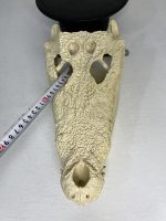 جمجمه کروکودیل پوزه کوتاه- گاندو - Crocodile-model-1 - Image 20