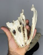 جمجمه کروکودیل کایمن  - Caiman-model-1 - Image 22