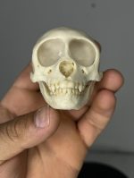 جمجمه میمون رزوس  - Macaca-model-1 - Image 6