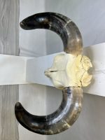 جمجمه و شاخ واقعی گاو