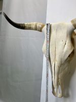 جمجمه و شاخ واقعی گاو