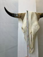 جمجمه و شاخ واقعی گاو