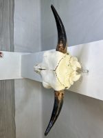 جمجمه و شاخ طبیعی گاو مدل 30- cow-model--30 - Image 10