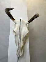 جمجمه و شاخ طبیعی گاو مدل 35- cow-model--35 - Image 2
