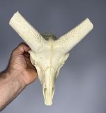 جمجمه تنها قوچ اوریال - Urial-model-2 - Image 3