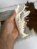 جمجمه طبیعی سگ اهلی model-1 - Image 2