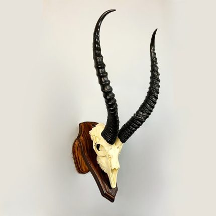 جمجمه و شاخ آهو ایرانی مدل شاخ مشکی - Gazella-model-1