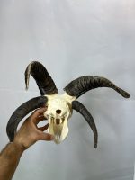 جمجمه قوچ چهار شاخ