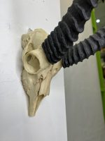 جمجمه و شاخ آهو تامسون آفریقایی مدل شاخ مشکی - Gazella-model-2 - Image 8