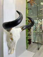 جمجمه و شاخ طبیعی گاو هندی مدل - cow-model-K-304 - Image 3