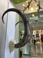 جمجمه و شاخ طبیعی پازن کل وحشی