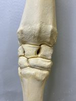 آناتومی اسکلت طبیعی دست راست اسب - Image 5