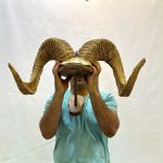 جمجمه شاخ قوچ ارگالی