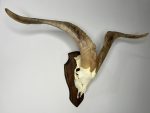 جمجمه و شاخ کل سانن Goat-model-2 - Image 9