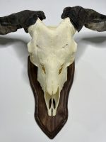 جمجمه و شاخ کل اهلی Goat-model-6 - Image 11