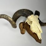 جمجمه طبیعی قوچ دکوری