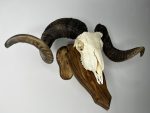 جمجمه و شاخ قوچ اهلی Ovis-model-44 - Image 11
