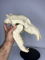 جمجمه خرس قهوه ای - Bear-model-1 - Image 2