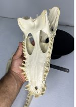 جمجمه کروکودیل پوزه کوتاه- گاندو - Crocodile-model-1 - Image 18
