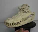جمجمه کروکودیل کایمن  - Caiman-model-1 - Image 14