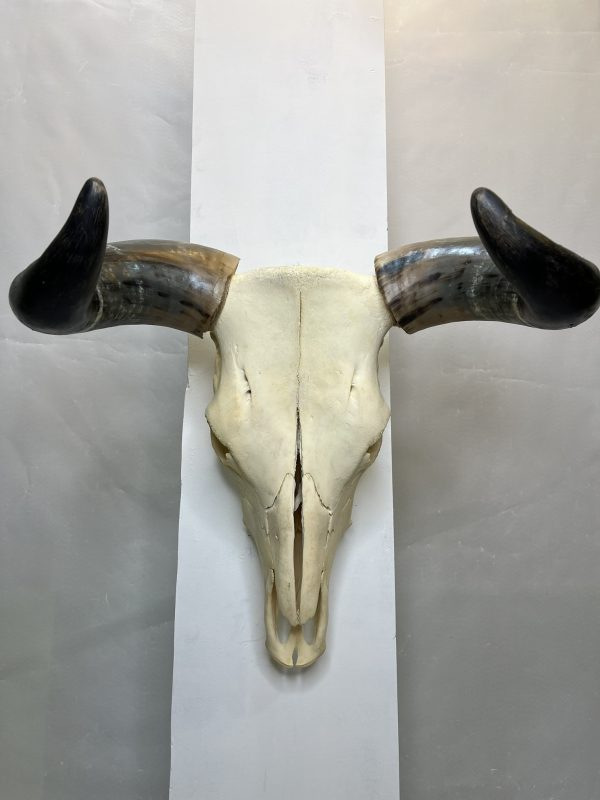 جمجمه و شاخ واقعی گاو