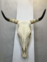 جمجمه و شاخ طبیعی گاو مدل 9 - cow-model--9 - Image 2