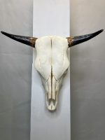 جمجمه و شاخ طبیعی گاو مدل 30- cow-model--30 - Image 9