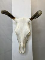 جمجمه و شاخ طبیعی گاو مدل 35- cow-model--35 - Image 11