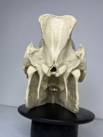 جمجمه گراز وحشی - Wild boar-model-1 - Image 10
