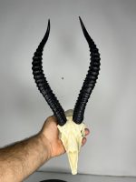 جمجمه و شاخ آهو ایرانی مدل شاخ مشکی - Gazella-model-1 - Image 5
