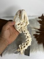 جمجمه و گردن لاکپشت سبز  Green Sea Turtle - Image 7