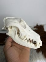 جمجمه طبیعی سگ اهلی model-1 - Image 10