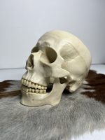 جمجمه انسان مدل دو قسمتی رنگ سفید استخوانی skull-human-model-1 - Image 12
