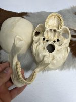 جمجمه انسان مدل پیشانی باز (سه قسمتی) رنگ سفید طبیعی  skull-human-model-2 - Image 8