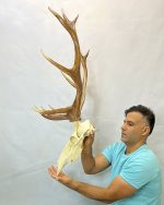 جمجمه و شاخ گوزن مرال 12خال – maral-model-12 - Image 5