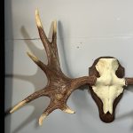 پیشانی جمجمه و شاخ گوزن موس moose-model-1 - Image 9