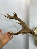جمجمه و شاخ گوزن زرد ایرانی Persian-falliow-deer-model-1 - Image 5
