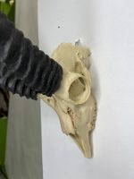 جمجمه و شاخ آهو تامسون آفریقایی مدل شاخ مشکی - Gazella-model-2 - Image 7