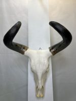 جمجمه و شاخ طبیعی گاو هندی مدل - cow-model-K-304 - Image 4