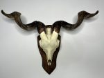 جمجمه و شاخ کل اهلی Goat-model-42 - Image 4