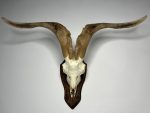 جمجمه و شاخ کل سانن Goat-model-2