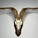 جمجمه و شاخ کل سانن Goat-model-2