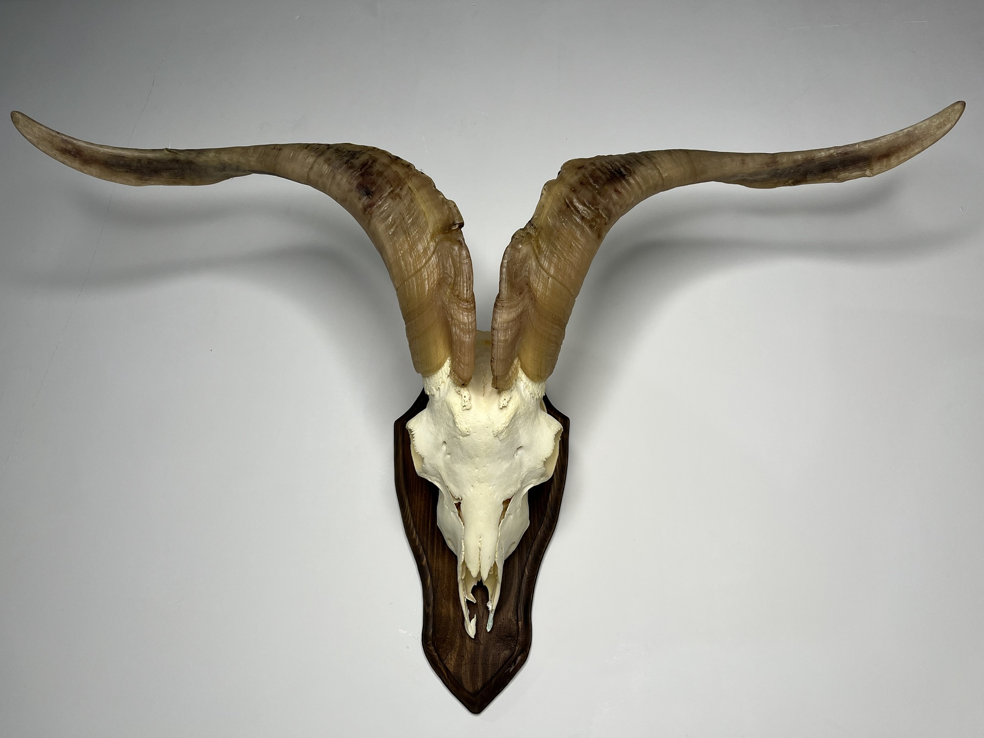 11 جمجمه و شاخ کل سانن Goat-model-2 - Image 1
