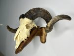 جمجمه و شاخ قوچ اهلی Ovis-model-46 - Image 11