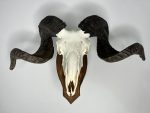 جمجمه و شاخ قوچ اهلی Ovis-model-47 - Image 12
