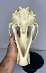 جمجمه خرس قهوه ای - Bear-model-1 - Image 9