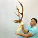 جمجمه و شاخ گوزن مرال 12خال – maral-model-12 - Image 4