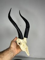 جمجمه و شاخ آهو ایرانی مدل شاخ مشکی - Gazella-model-1 - Image 6