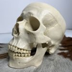 جمجمه انسان مدل دو قسمتی رنگ سفید استخوانی skull-human-model-1